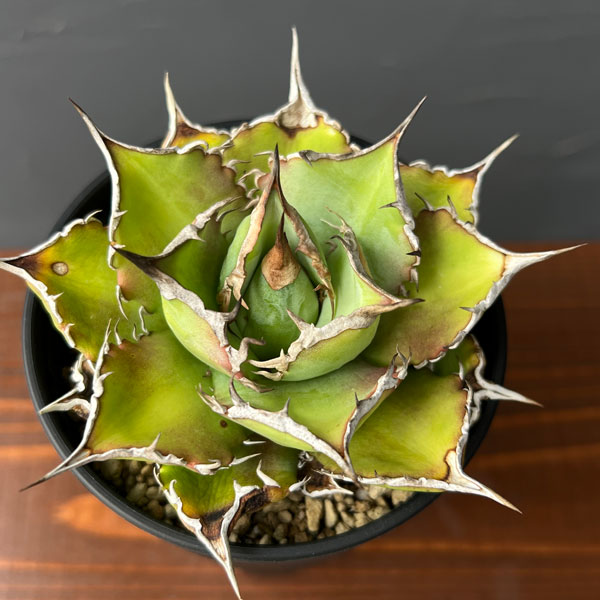 園芸ネット本店｜アガベ：チタノタ 宝珠 3.5号鉢植え の通販【公式】