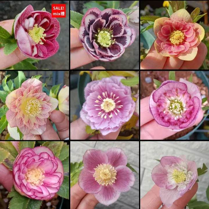 2026年最新】クリスマスローズ 利休の人気アイテム - メルカリ