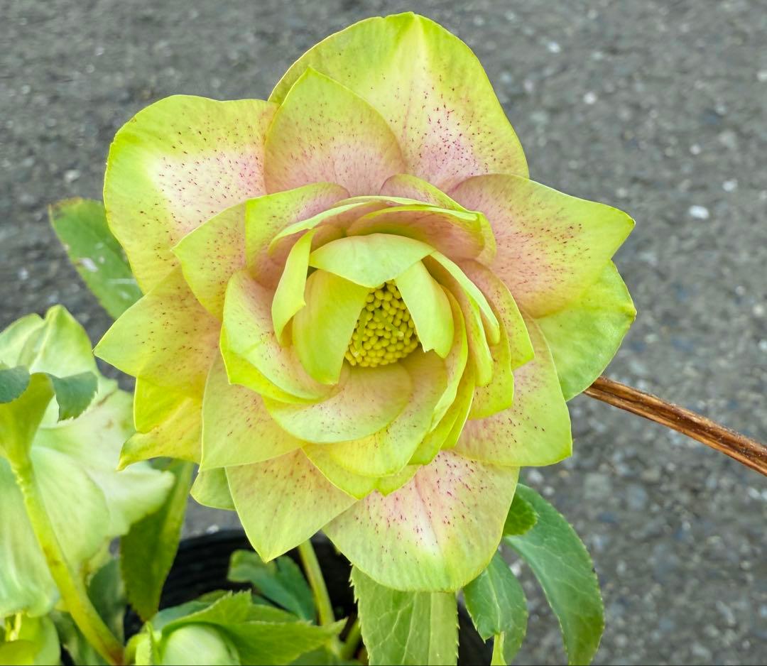 ★利休『かすり』★グリーンとピンクのコントラストが鮮やか★クリスマスローズ開花株 クリスマスローズ 開花苗 091 ピンクとグリーンのバリエーション : 花