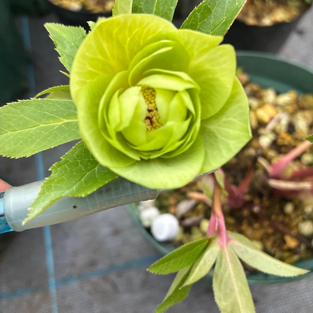 クリスマスローズ　グリーンオーレア　赤軸　開花途中　６寸 クリスマスローズ 開花苗 091 ピンクとグリーンのバリエーション : 花